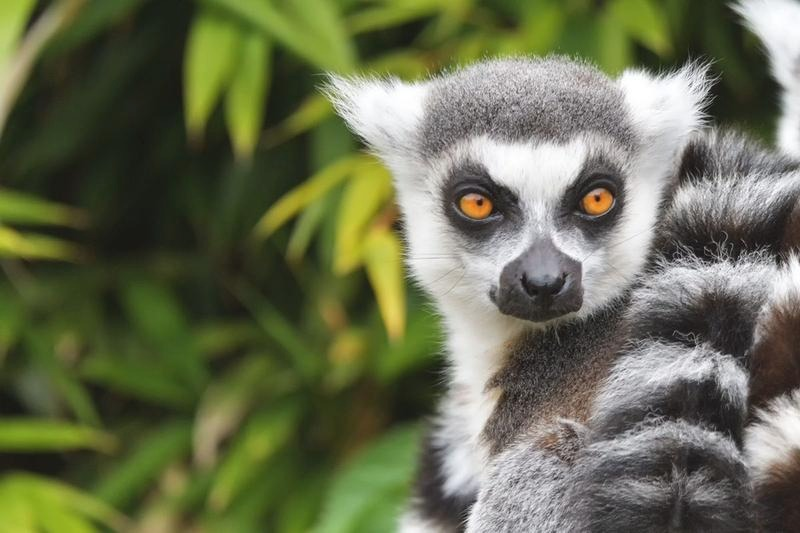 Ile trwa lot na Madagaskar z Polski? czas podróży i przesiadki