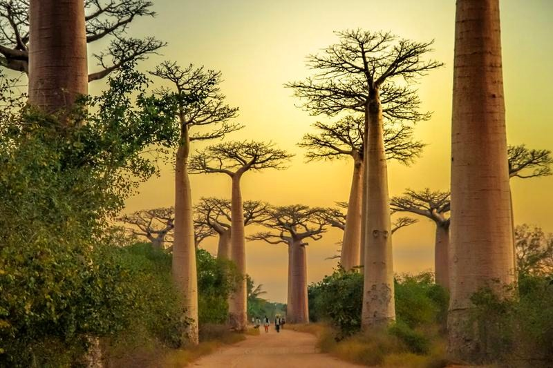 Kiedy jechać na Madagaskar? Pogoda, ceny i najlepszy termin podróży