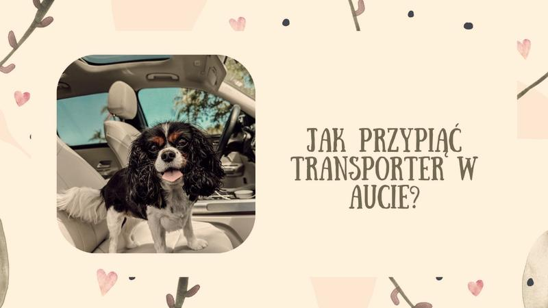 Bezpieczna podróż z pupilem